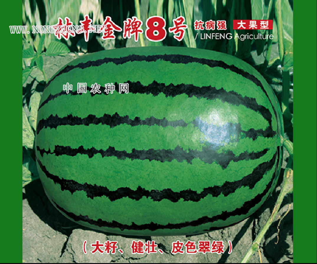 林丰金牌8号